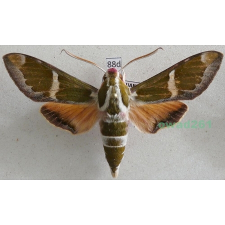 Rethera komarovi (Christoph, 1885) male Azerbaijan 65mm88d